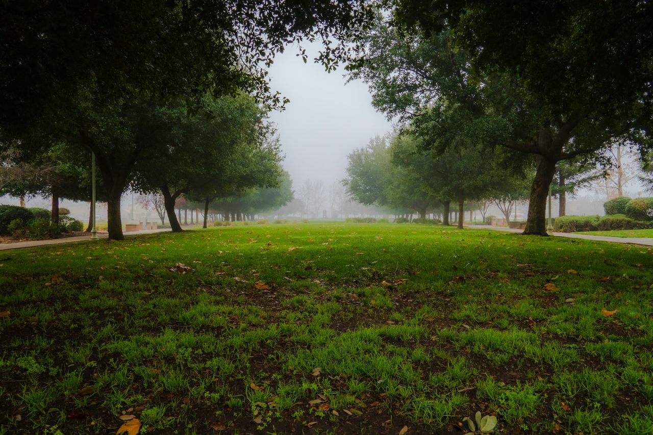 A foggy morning in a park in Elk Grove